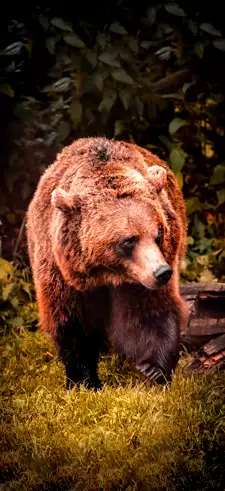 Animal wallpaper iphone deals